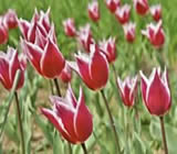 Floricultura em Lages